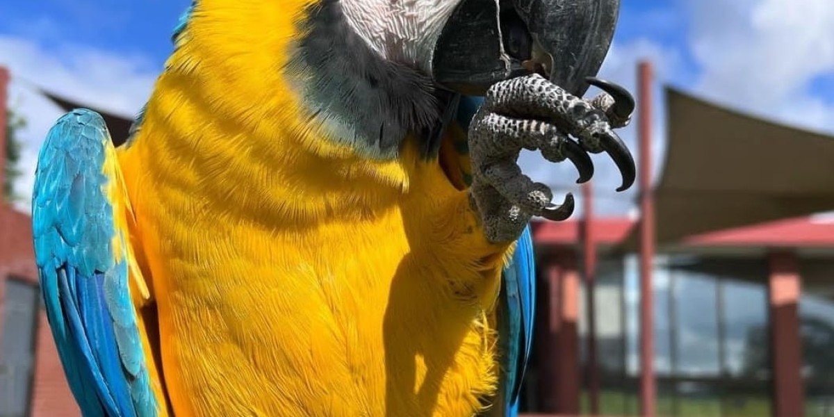 Learn More About Macaw Parrot Cost While Working From At Home