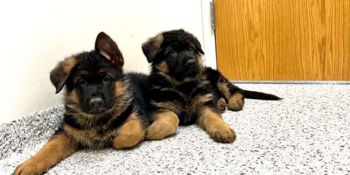Deutscher Schäferhund Kaufen in Österreich: Ein Komplettes Leitfaden für Potenzielle Besitzer