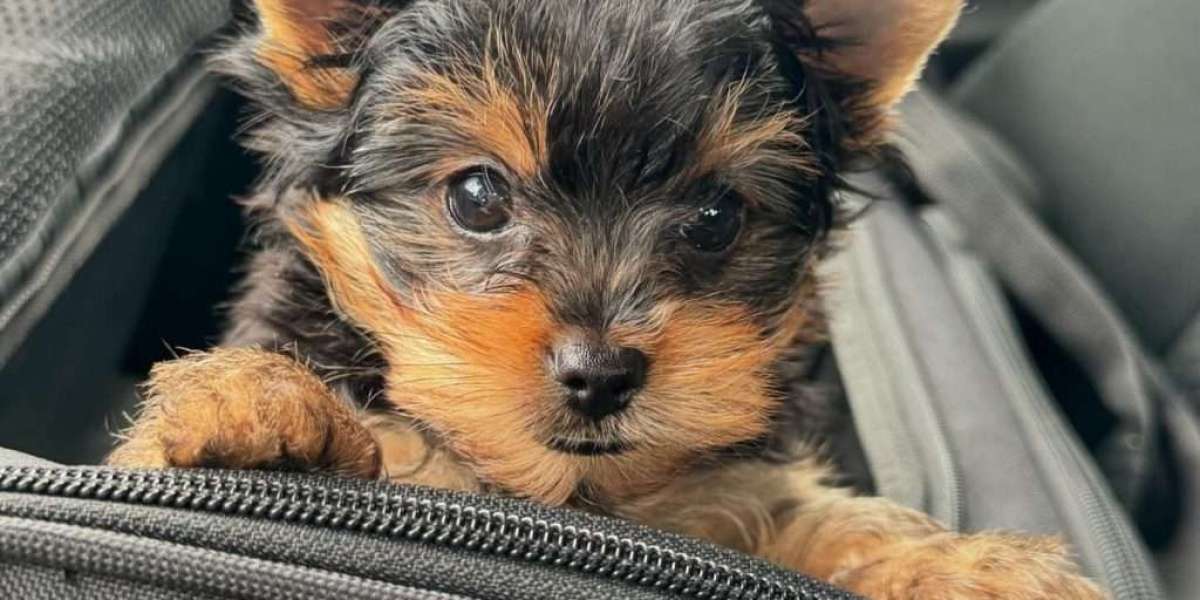 Yorkie Welpen in Not: Alles, was Sie wissen müssen, um zu helfen