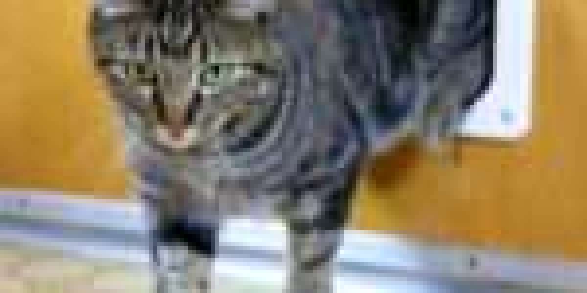 Who Is Responsible For The Cat Flap Installation Guide Budget? 12 Ways To Spend Your Money
